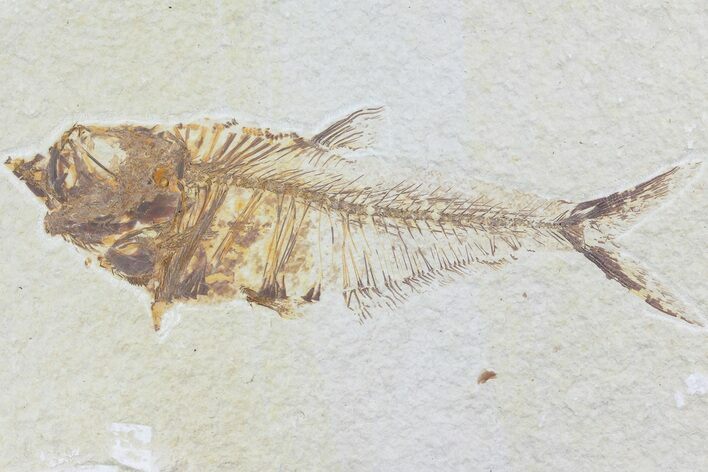 Diplomystus Fossil Fish - Wyoming #74117